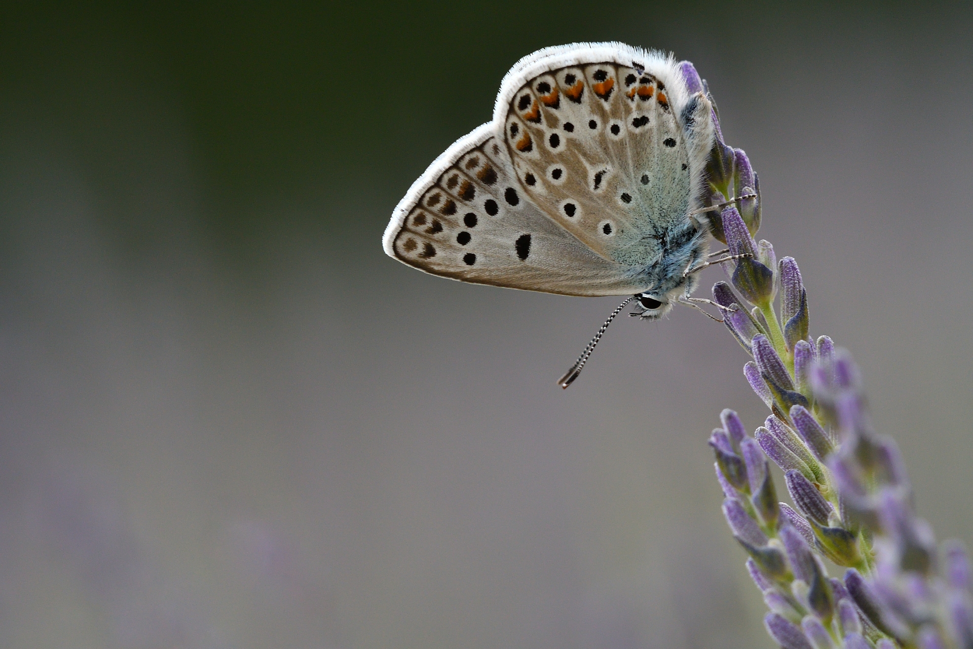 CHRISTIAN DECOLLEWAERT